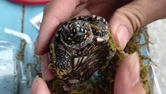 国产鳄龟测评视频播放,视频揭秘其真实表现与养殖价值