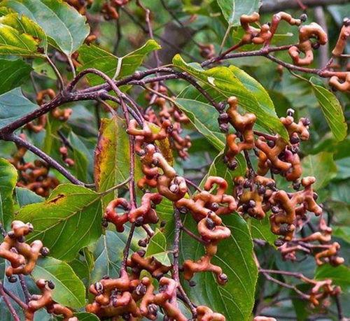 国产燕窝果种植视频大全,视频大全揭秘种植技巧与要点