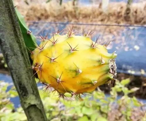 国产燕窝果种植视频大全,视频大全揭秘种植技巧与要点