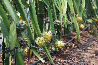 国产燕窝果种植视频大全,视频大全揭秘种植技巧与要点