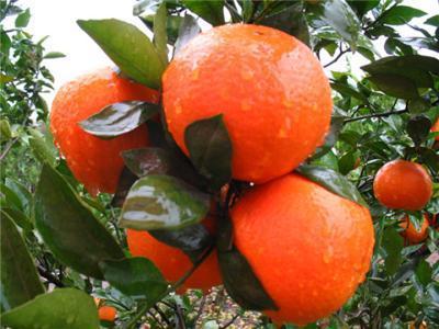 泰国产柑桔吗好吃吗视频,美味与视觉的双重盛宴